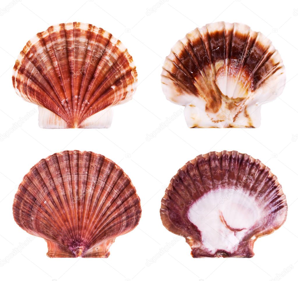 Scallop shells isolated on white background