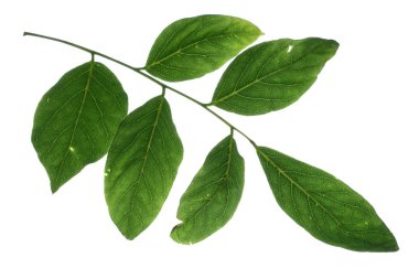 Kentucky kahve çekirdeği ağaç yaprak saf beyaz zemin üzerine