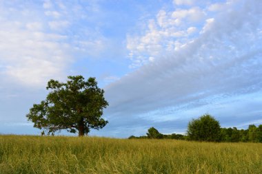 çim dinamik bulutlar ile dolu bir alanda antik meşe ağacı