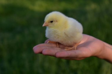 çocuğun el yeşil arka planda bir piliç