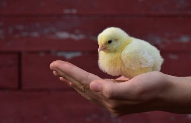 Kırmızı ahır Kurulu önünde bir piliç 