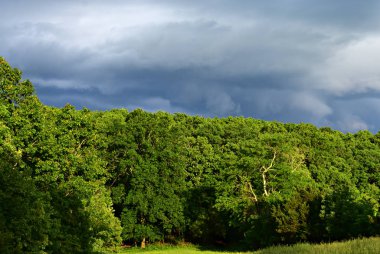 Güneş lumenates ağaçlar ve mera için kısa bir an befor yaklaşan fırtına unleashes's fury