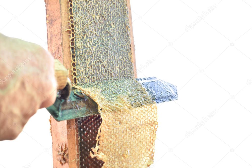 uncapping honey comb by hand on pure white