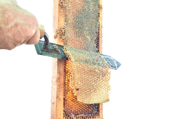 uncapping honey comb by hand on pure white