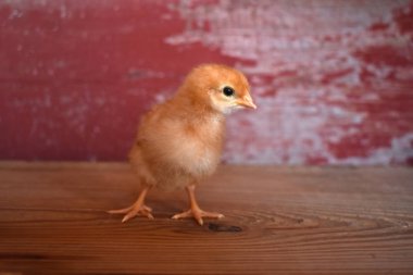 Ahşap bir kırmızı ahır tahta arka plan ile bir kıza