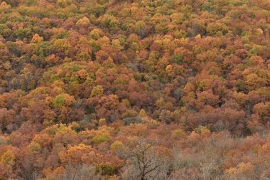 sonbaharda ağaçlar hillside