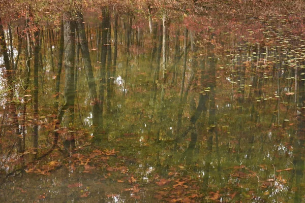 Bäume Spiegeln Sich Herbst Einem Teich — Stockfoto