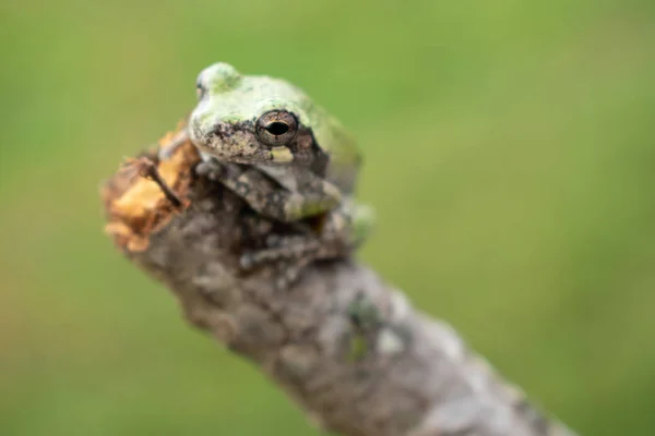 枝に緑の木のカエルがいて — ストック写真