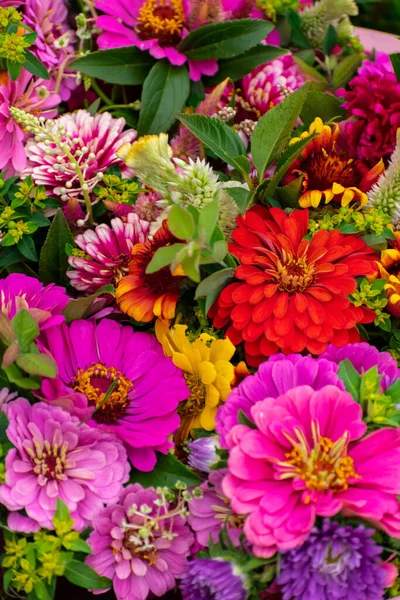 Colorful Zinnia Flower Background — Stock Photo, Image