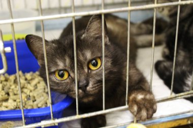 Kahverengi-gri egzotik kedi bir barınakta bir kafes yatıyor. Büyük kahverengi gözlü kedi. Evsiz üzgün hayvan.