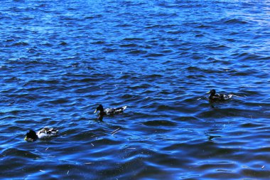 Nehirde üç ördek yüzüyor. Yaz güneşli bir gün. Neva Nehri. Sakin fotoğrafçılık.