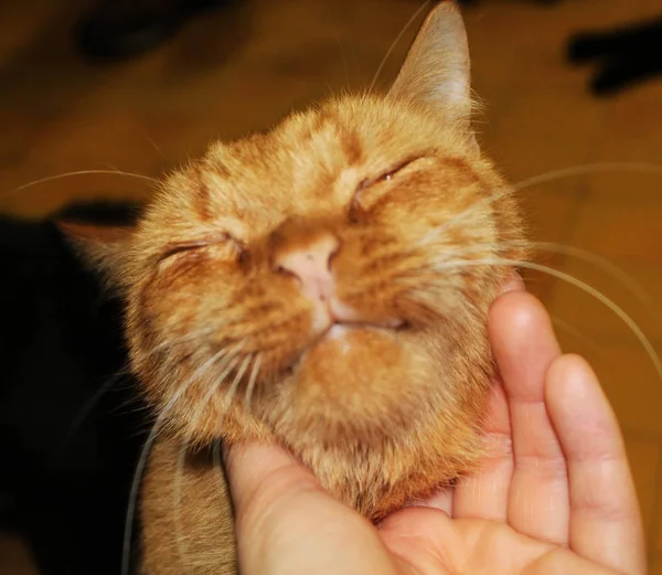 Gato Gengibre Engraçado Sorrindo Para Câmera Amortecer Perto Abrigo Para — Fotografia de Stock