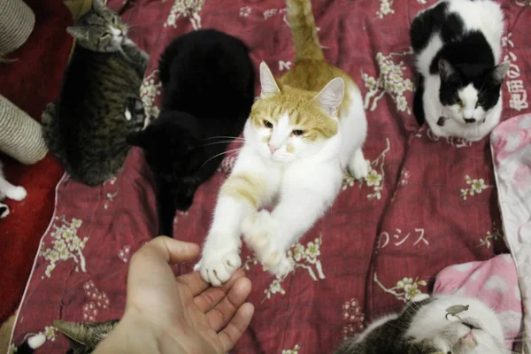 Gato Vermelho Branco Duas Patas Alcança Uma Pessoa Muitos Gatos — Fotografia de Stock