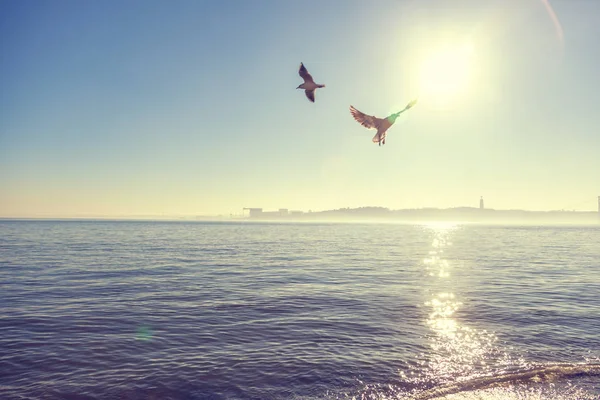 Puesta Sol Sobre Río Gaviotas Dando Vueltas Sobre Agua Bajo —  Fotos de Stock