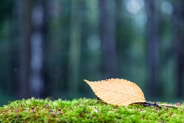 Один Жовтий Лист Лежить Зеленій Траві Моху Тлі Лісу Красивий — стокове фото