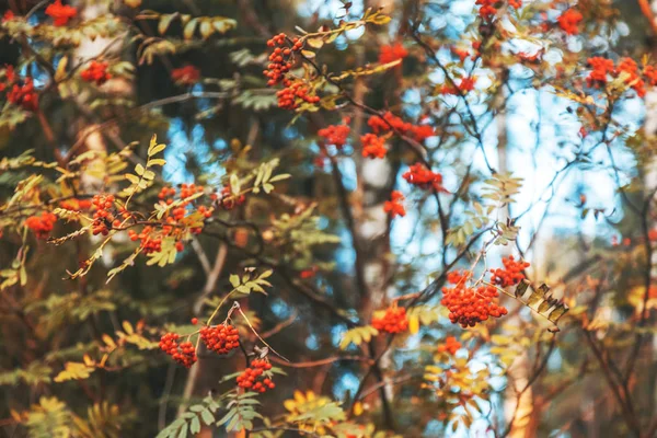 Rött Ljus Rönnbär Grenarna Ett Träd Vackra Höst Naturliga Bakgrund — Stockfoto