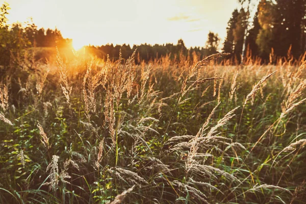Heller Sonnenuntergang Herbstwald Sonneneinstrahlung Ein Wechsel Der Jahreszeiten Eine Schöne — Stockfoto