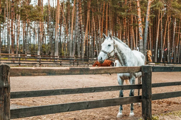 美丽的灰色马在竞技场后面的围栏在松树林 — 图库照片