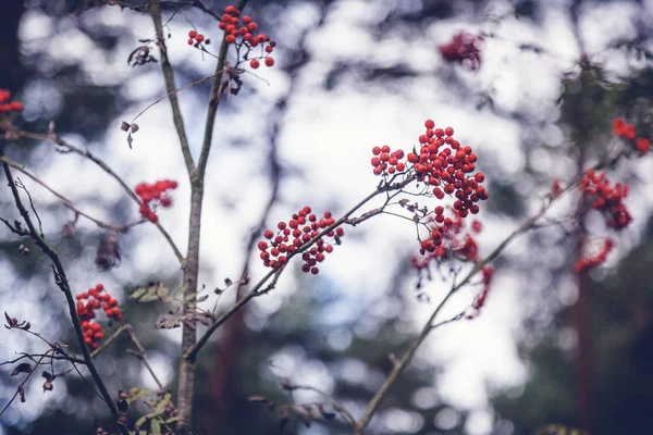 Rode Heldere Rowan Bessen Takken Van Een Boom Mooie Herfst — Stockfoto