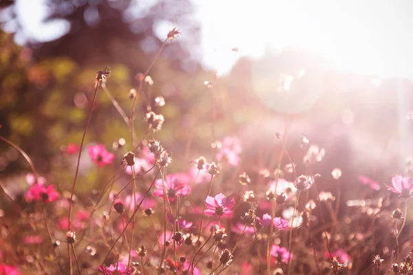 Красиві Рожеві Квіти Якому Фокусі Променях Навколишнього Сонця Ніжний Боке — стокове фото