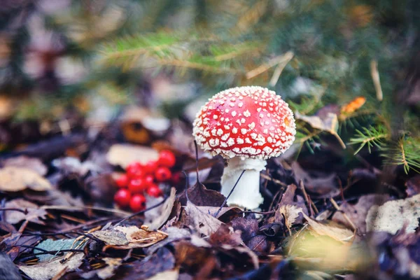 美丽的红蘑菇在秋天的森林里飞木耳 美丽的风景 — 图库照片