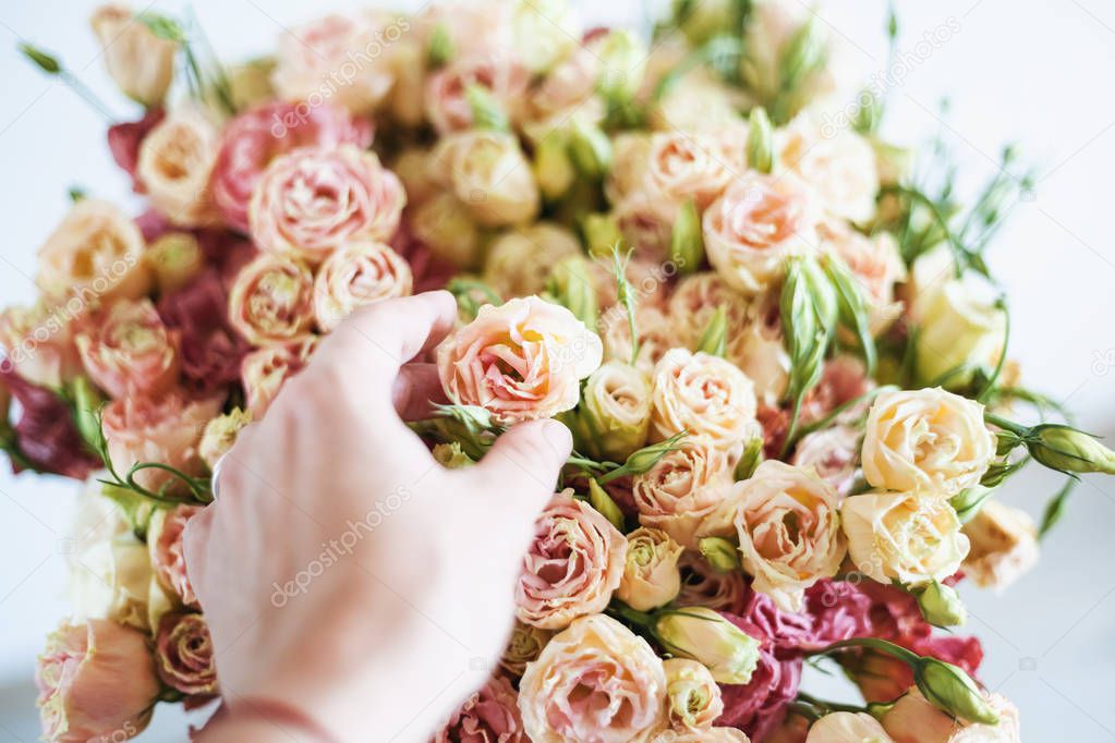 A female hand touches a bud of a peach bush rose, a bouquet, an apricot, a floral concept