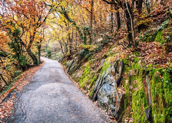 Piękny Krajobraz Jesienny Ścieżki Parku Usiana Żółtych Czerwonych Liści — Zdjęcie stockowe