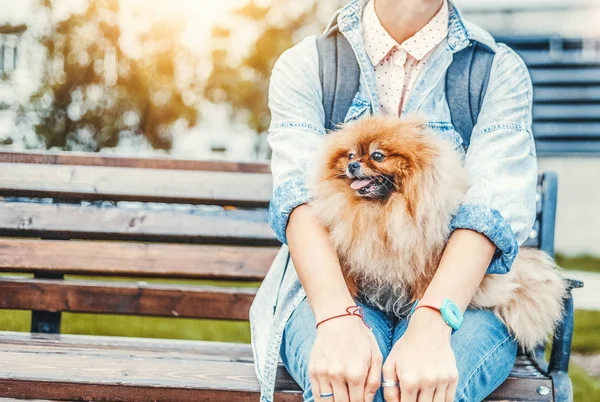 Kvinna Med Hennes Pomeranian Valp Händerna Bänk Parken Kärlek Och — Stockfoto