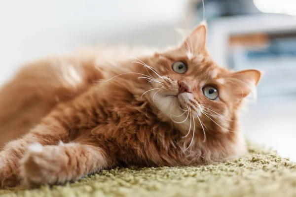 Retrato Divertido Hermoso Gato Mullido Rojo Con Ojos Verdes Interior —  Fotos de Stock