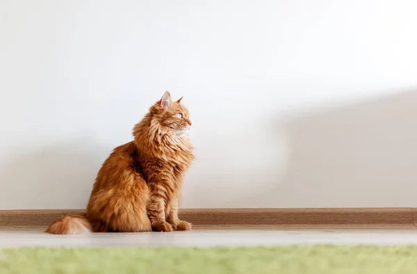 Porträtt Rolig Vacker Röd Fluffig Katt Med Gröna Ögon Inre — Stockfoto