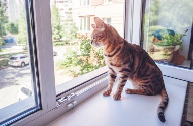 A beautiful spotted pure Bengali cat breed sits on the windowsill against the background of an open window in the apartment, taking care of pets clipart