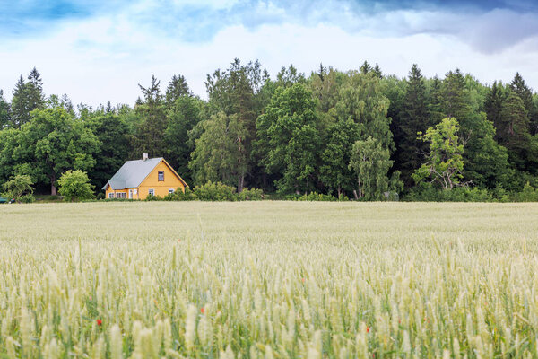 A small wooden house on the edge of a forest and on the edge of a field with rye and wheat, a beautiful rural farm landscape