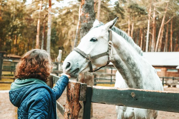 Hermosa Joven Acariciando Nariz Caballo Gris Amor Cuidado Los Animales —  Fotos de Stock