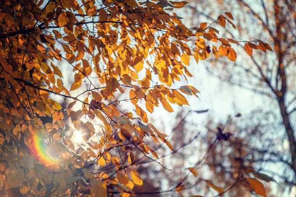 Bright Autumn Forest Sun Glare Change Seasons Beautiful Landscape — Stock Photo, Image