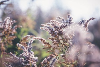 Orman bitki örtüsü, bokeh ve bulanıklık ile ormanda kuru kabarık çiçekler. Doğal çiçek arka plan ve doku