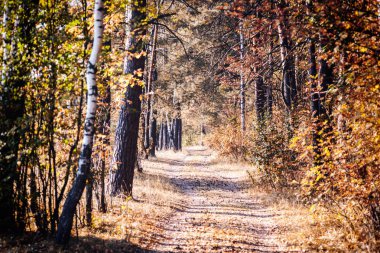 Bir yolu ormandaki bir karışık sonbahar, parlak güzel sonbahar manzara, kuru yapraklar yalan yere