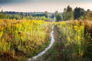 Parlak yeşil yaz manzara, bir orman arka plan çiçekli bir alanda bir yol