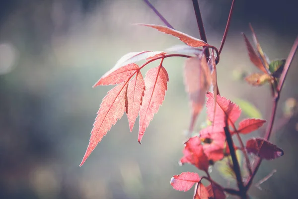 Droge Herfstbladeren Een Tak Mooie Herfst Natuurlijke Abstracte Achtergrond Textuur — Stockfoto