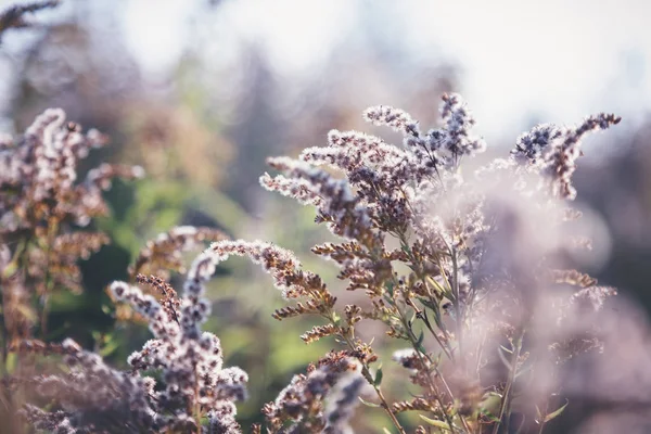 Forest flora, dry fluffy flowers in the forest with bokeh and blur. Abstract natural floral background and texture