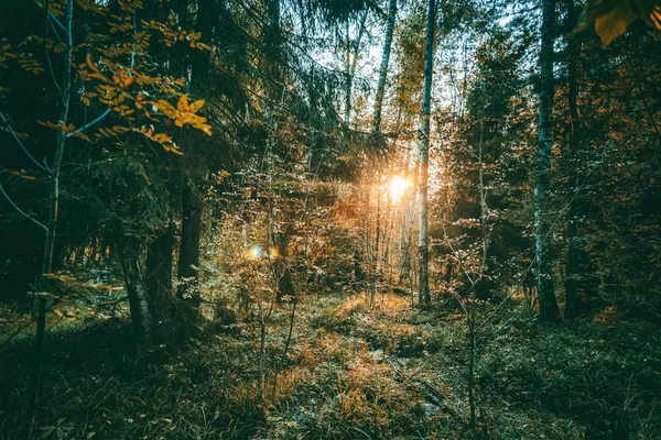 Hermosa Puesta Sol Brillante Bosque Salvaje Hermosos Paisajes Fondo Natural —  Fotos de Stock