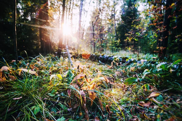 Vackra Ljusa Solnedgången Vild Skog Vacker Natur Naturliga Bakgrund Och — Stockfoto