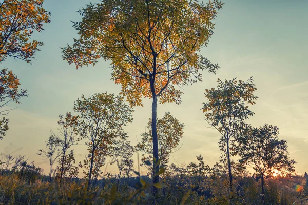 Brilhante Bela Paisagem Outono Folhas Amarelas Céu Azul Fundo Natural — Fotografia de Stock