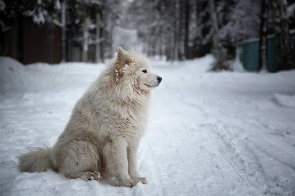 Karda Bir Kış Yolda Güzel Şirin Kabarık Beyaz Köpek Oturur — Stok fotoğraf