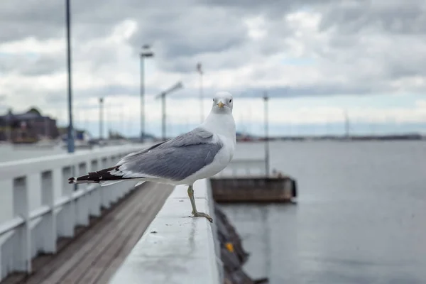 Eine Möwe Sitzt Auf Einem Hölzernen Geländer Einem Seebrücke Blickt — Stockfoto