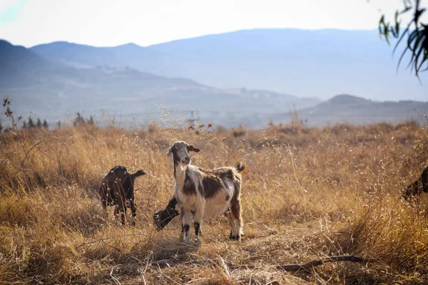 美しい農村景観 コス島 ギリシャのフィールドにいくつかのヤギを放牧します — ストック写真