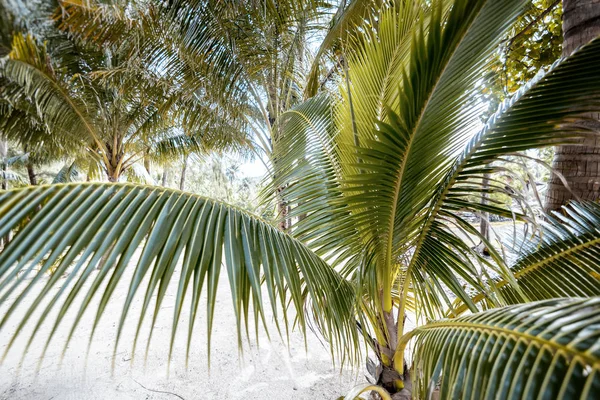 Fondo Tropical Brillante Textura Primer Plano Palmera Vacaciones Países Cálidos — Foto de Stock