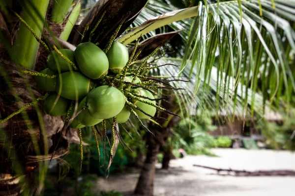 Fresh young coconuts on palm tree, closeup, healthy food and tropical life concept