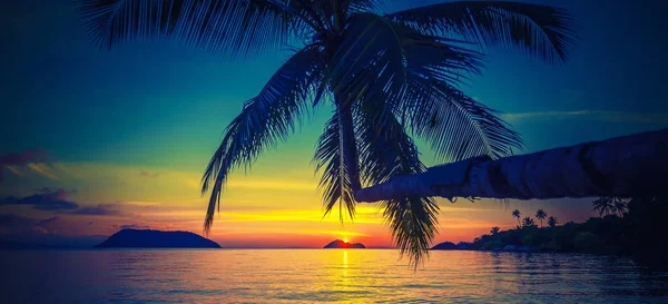 海と見事な明るい夕日 バナー形式の広告 パノラマのテクスチャの背景のココヤシの木のシルエット — ストック写真