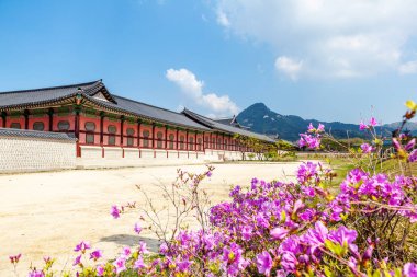 Gyeongbokgung Sarayı Seoul, Güney Kore. Bahar, popüler hedefe Asya seyahatleri için