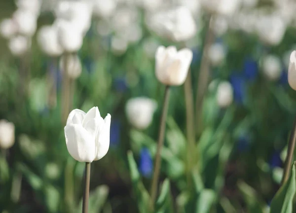 Delicate White Tulips Beautiful Delicate Spring Background Texture Retro Toned — Stock Photo, Image